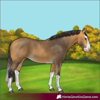 Horse Color:Unknown 