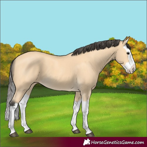 Horse Color:Unknown 