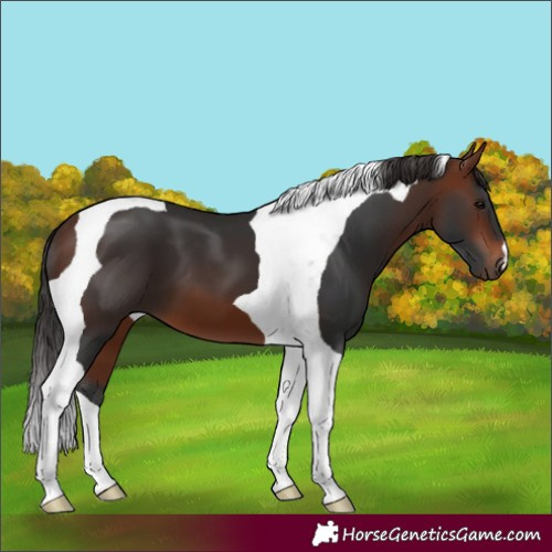 Horse Color:Bay Tobiano 