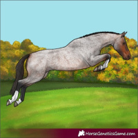 Horse Color:Bay Roan