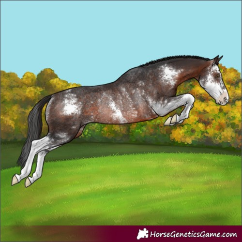 Horse Color:Brown Sabino Rabicano