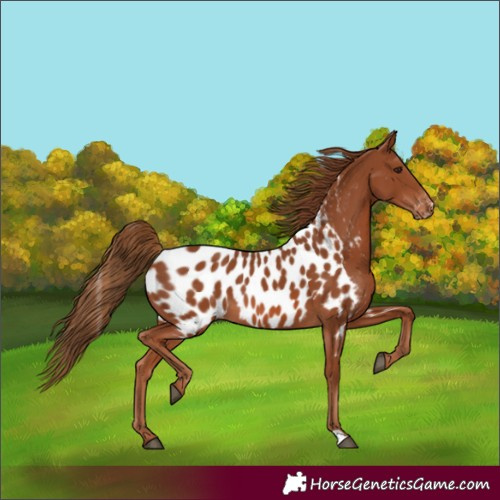 Horse Color:Chestnut Near Leopard 
