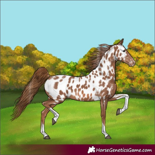 Horse Color:Powder White Chestnut Tobiano Near Leopard 