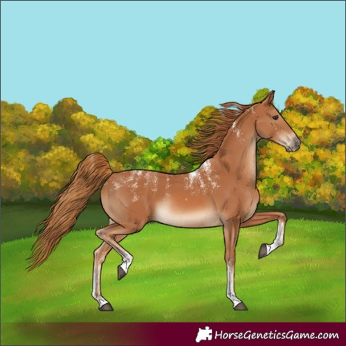 Horse Color:Unknown 