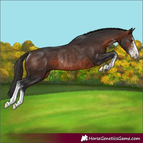 Horse Color:Brown Sabino Rabicano