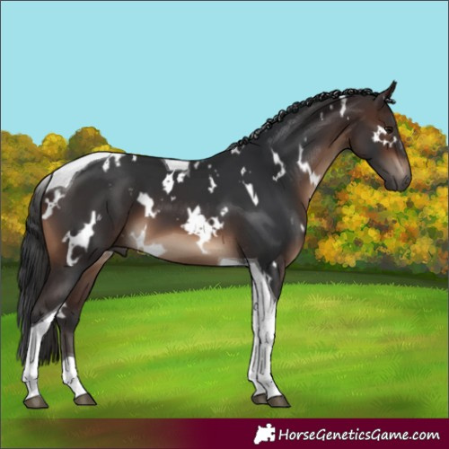 Horse Color:White Spotted Brown Tobiano 