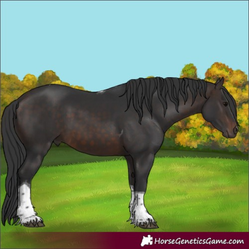 Horse Color:Brown Tobiano