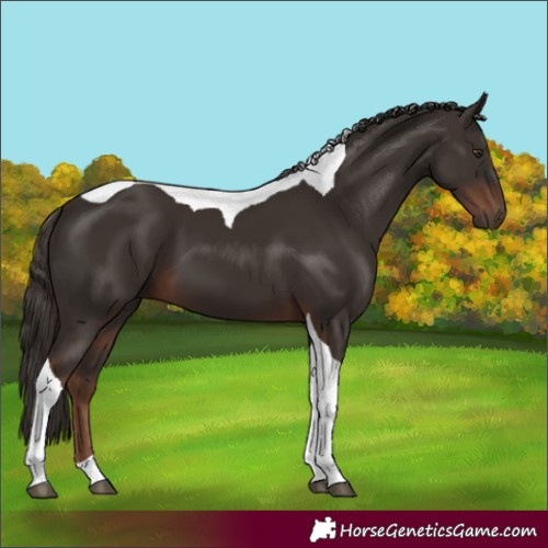 Horse Color:Liver Chestnut Tobiano 