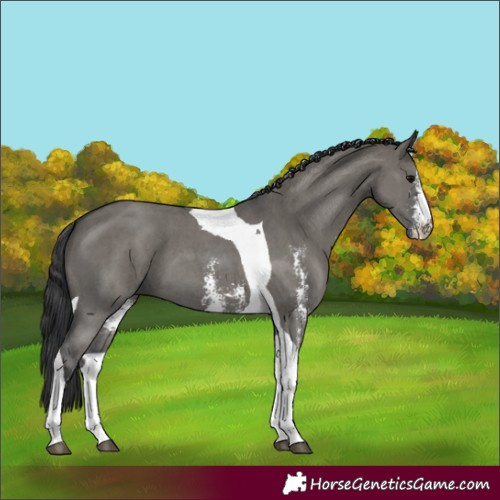 Horse Color:Grullo Sabino Tobiano 