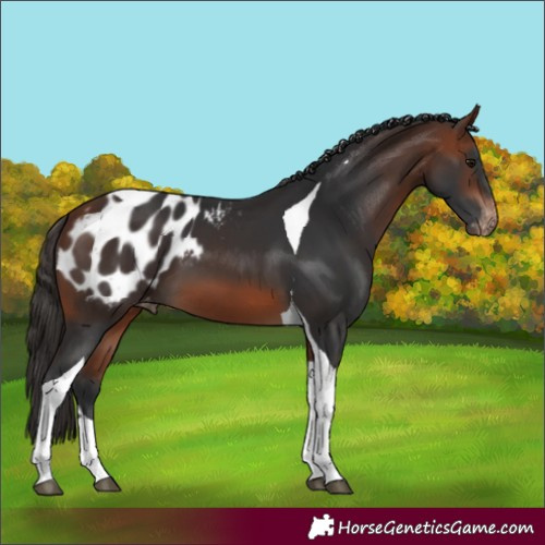 Horse Color:Bay Tobiano Blanket 