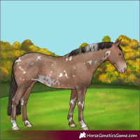 Horse Color:White Spotted Sable Champagne