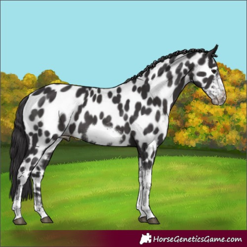 Horse Color:Smoky Black Sabino Tobiano Frame Near Leopard 