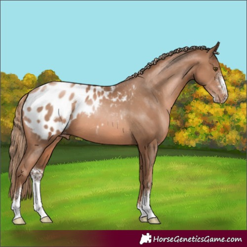 Horse Color:Unknown 