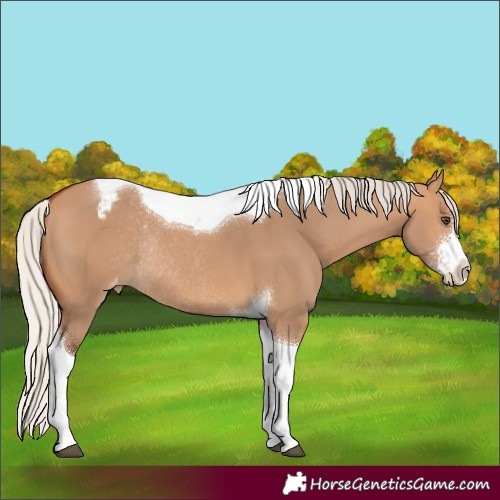Horse Color:Silver Bay Dun Sabino Tobiano Varnish Rabicano 