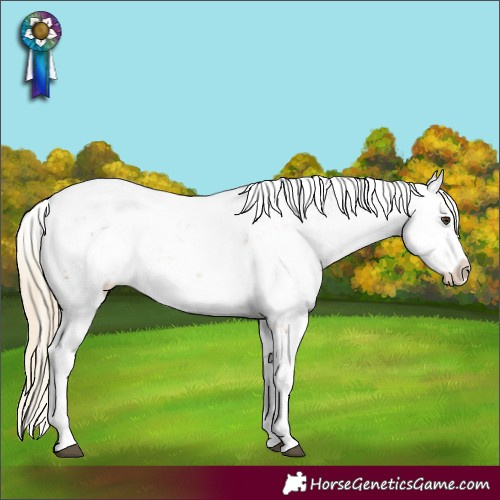 Horse Color:Chestnut Sabino 