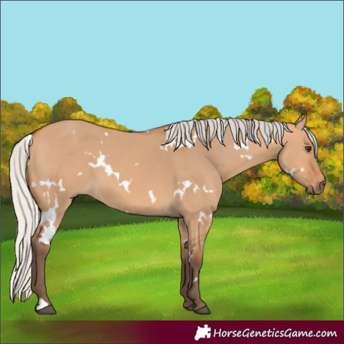 Horse Color:White Spotted Silver Bay Dun
