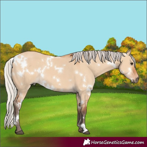 Horse Color:White Spotted Silver Bay Dun