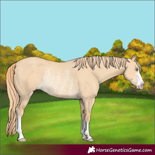 Horse Color:Gold Champagne Dun Rabicano