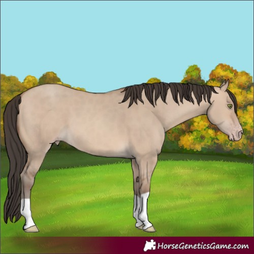 Horse Color:Sable Champagne Dun 