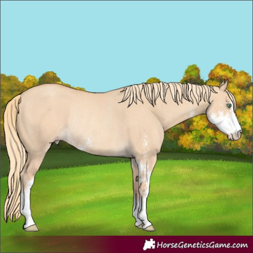 Horse Color:Gold Champagne Dun Sabino Rabicano 