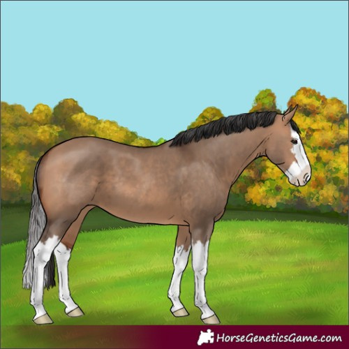 Horse Color:Bay Dun Splash 