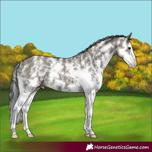 Horse Color:Grullo Sabino Splash 
