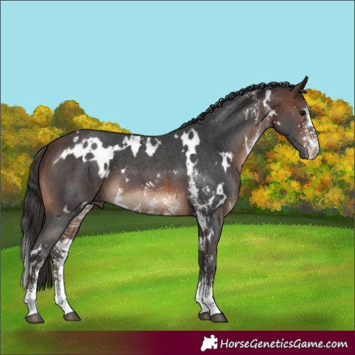 Horse Color:White Spotted Brown Sabino 