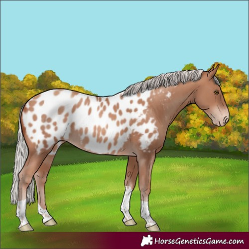 Horse Color:Silver Sable Champagne Tobiano Near Leopard 