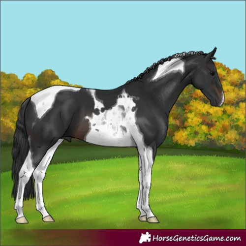 Horse Color:Brown Tobiano