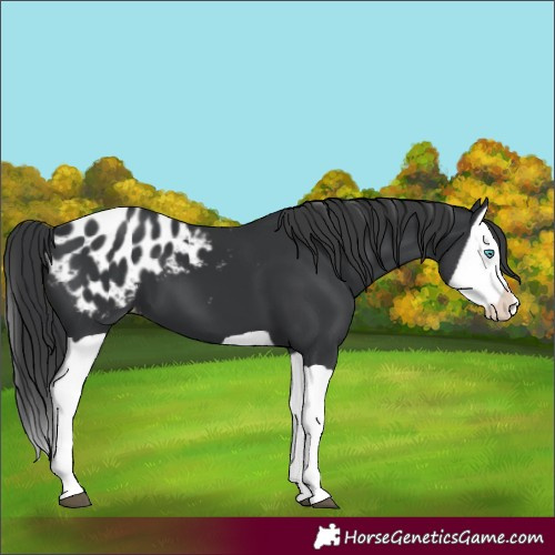 Horse Color:Black Splash Blanket 