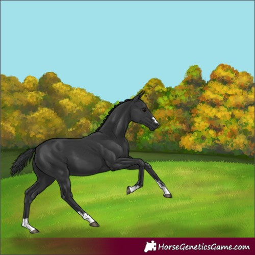Horse Color:Black 
