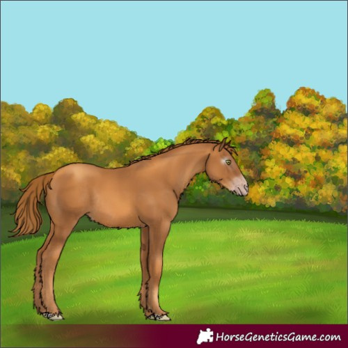 Horse Color:Gray Gold Champagne Rabicano
