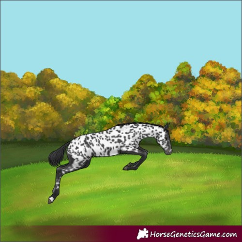 Horse Color:Black Near Leopard