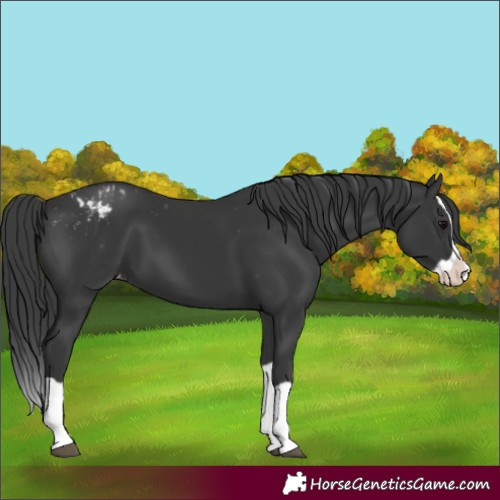 Horse Color:Black Splash Varnish 