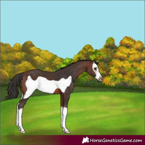 Horse Color:Brown Splash Frame 