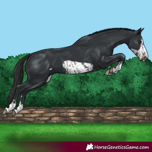 Horse Color:Black  and Black Frame 
