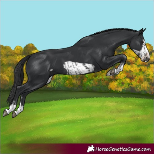 Horse Color:Black  and Black Frame 