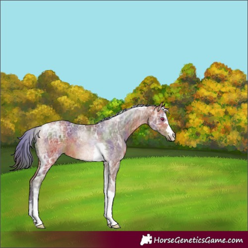 Horse Color:Nacre Bay Ice Tobiano Rabicano 