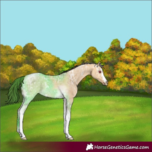 Horse Color:Buckskin Ice Dun Tobiano 