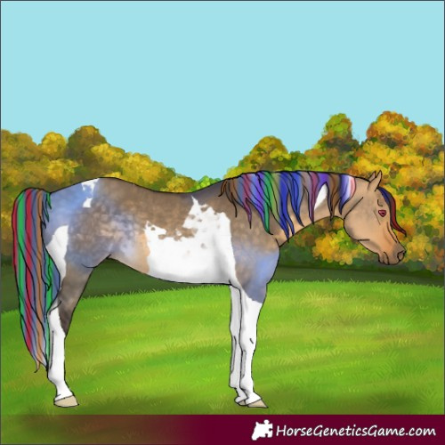 Horse Color:Painted Buckskin Dun Tobiano Rabicano 