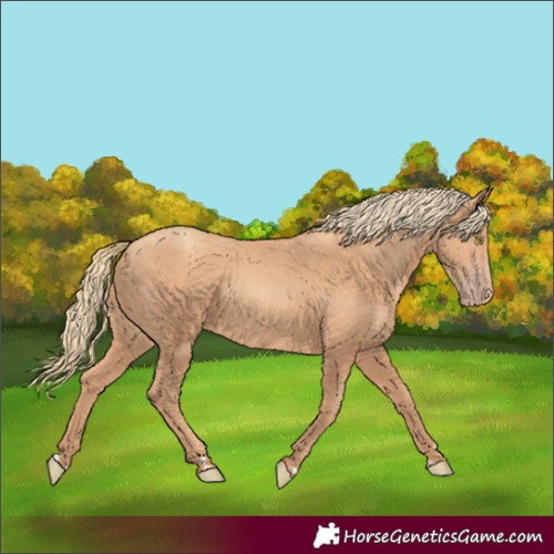 Horse Color:Gold Champagne 