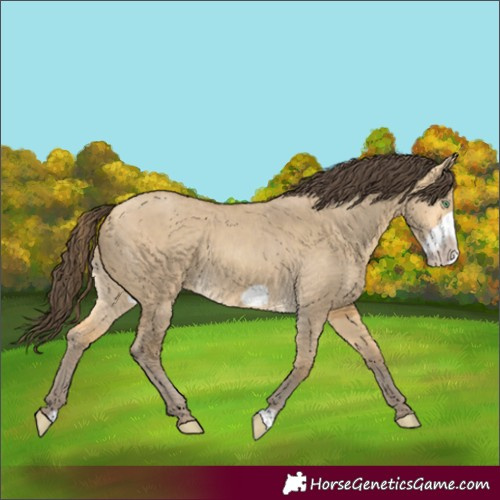 Horse Color:Amber Cream Champagne Dun Frame