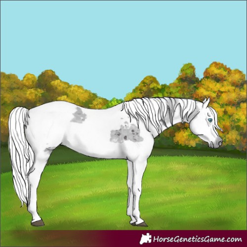 Horse Color:Platinum Buckskin Merle Rabicano