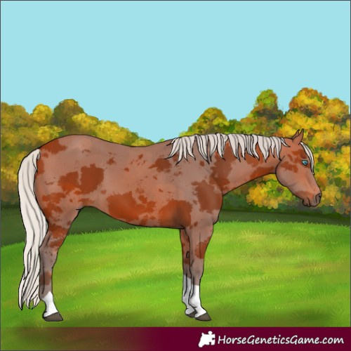 Horse Color:Silver Bay Merle Tobiano 