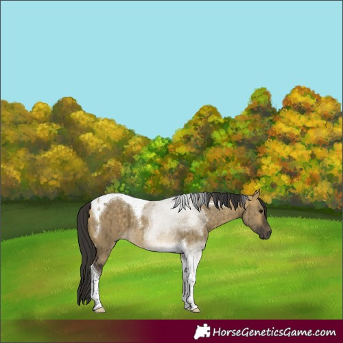 Horse Color:Buckskin Dun Tobiano Brindle