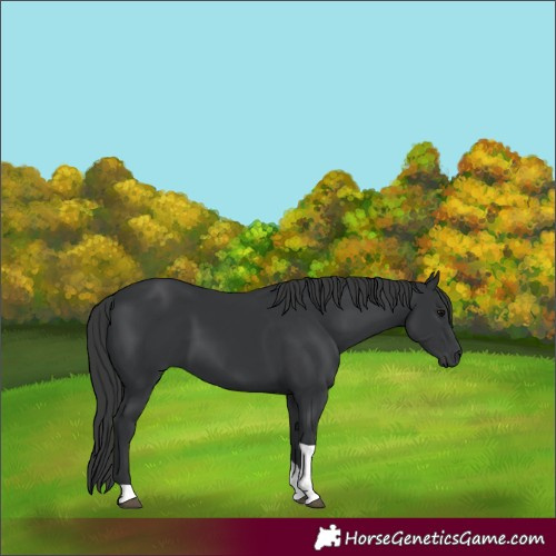 Horse Color:Black Tobiano 