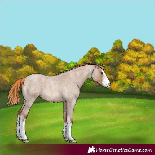 Horse Color:White Spotted Red Dun Roan