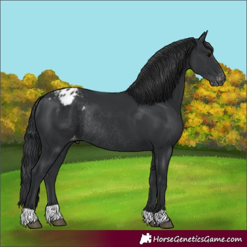 Horse Color:Black Varnish Rabicano