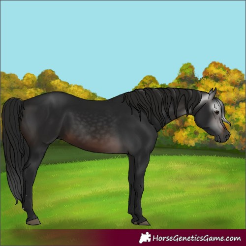 Horse Color:Gray Brown Rabicano