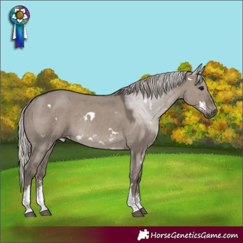 Horse Color:White Spotted Silver Grullo Sabino Rabicano